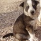 Por si os interesa o sabéis de alguien que le pueda interesar:

NECESITAMOS ACOGIDA URGENTE PARA QUE NO SEAN SACRIFICADOS

SON 11 BEBÉS HUSKY SIBERIANO DE MES Y MEDIO

POR FAVOR, REENVIAR


Dra. Minerva Gutiérrez Fides
TL 686934359